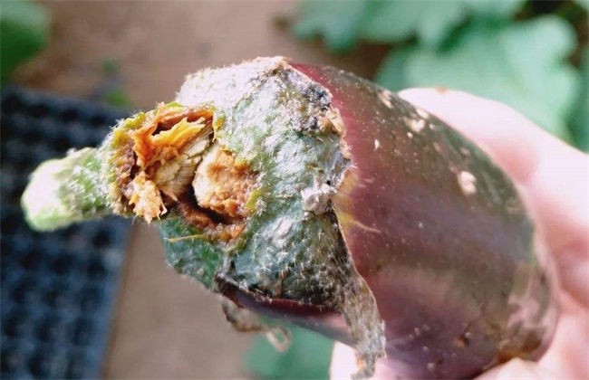 茄子烂果原因及防治方法