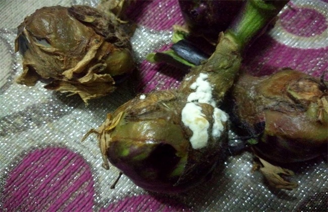 茄子烂果原因及防治方法