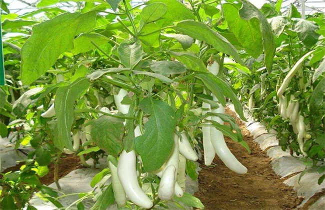 茄子变白的原因及防治方法