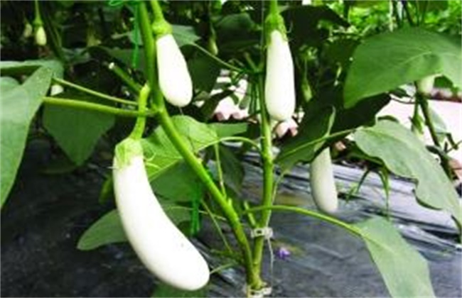 茄子变白的原因及防治方法