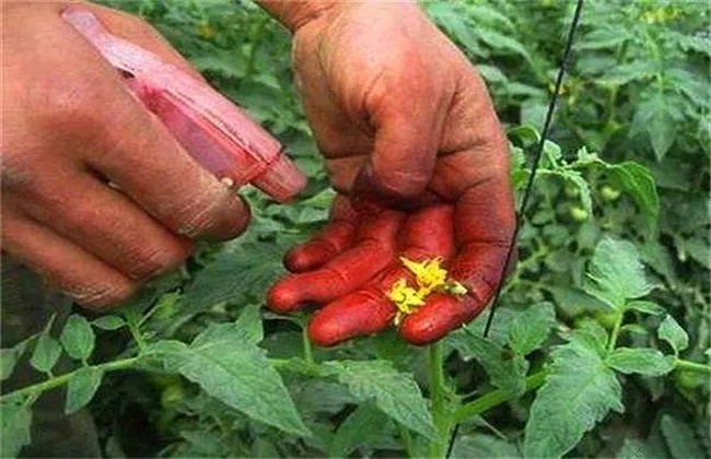 夏季番茄保花保果方法