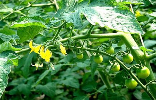 夏季番茄保花保果方法