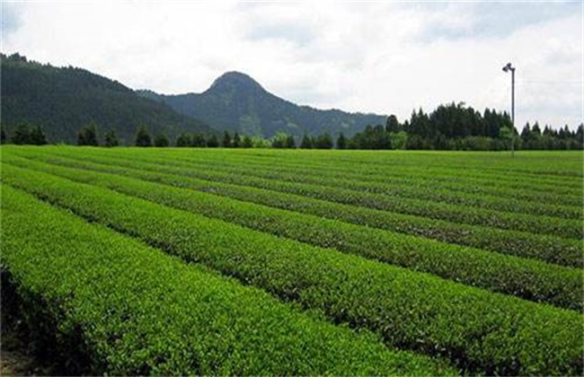 茶树 茶树生长环境 种植要求