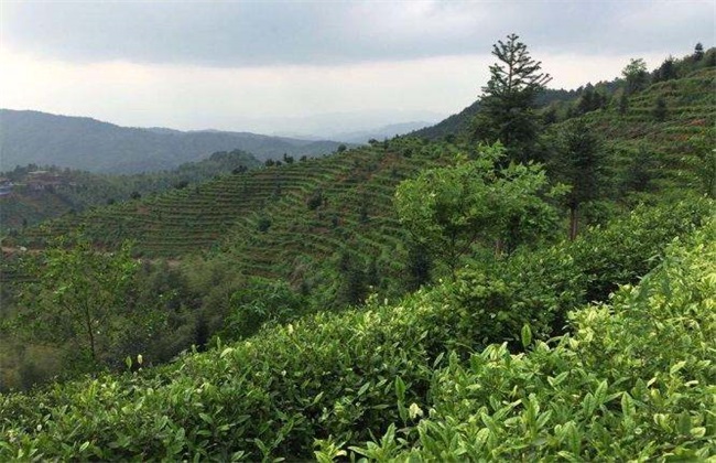 茶树 茶树生长环境 种植要求