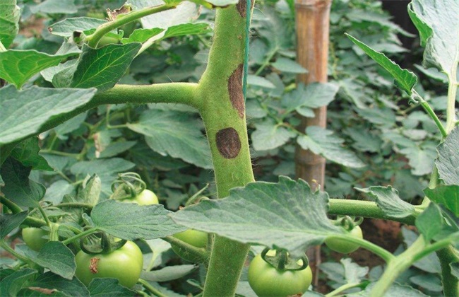 番茄早疫病 防治方法 症状