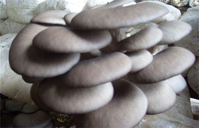 种植