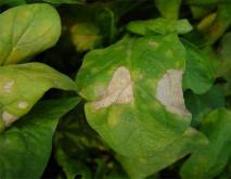 怎样防治菠菜白班病