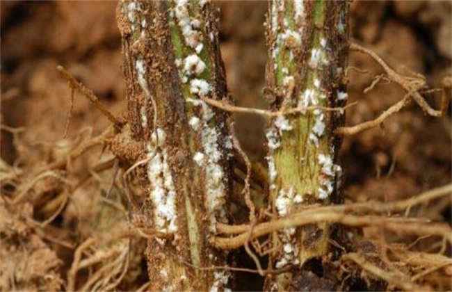 大豆根腐病症状及防治方法