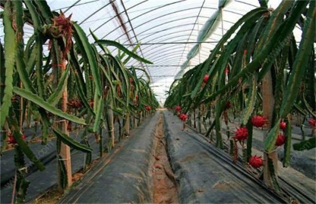 种植火龙果 火龙果种植方法
