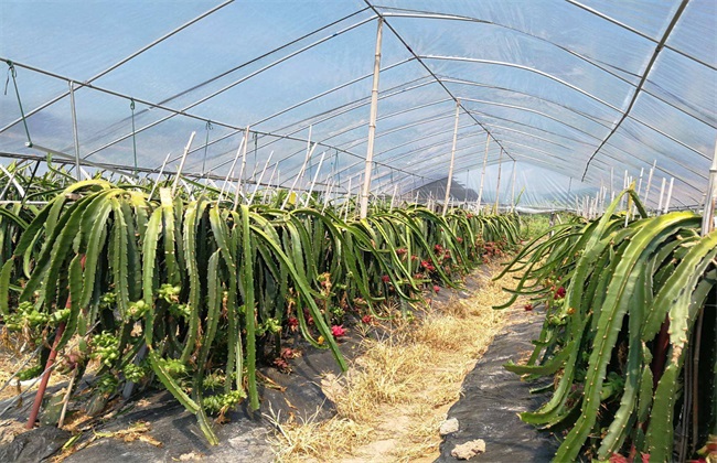 种植火龙果 火龙果种植方法