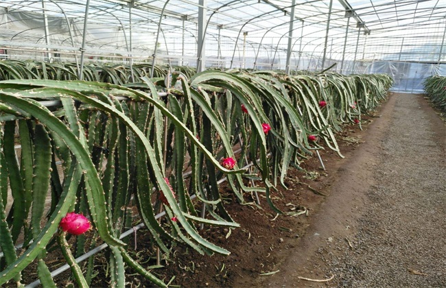 种植火龙果 火龙果种植方法