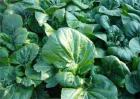 夏季白菜种植管理要点