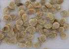 番茄种子催芽方法