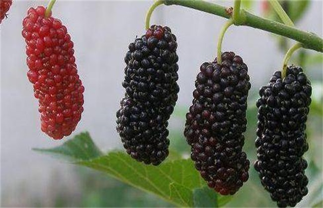 结果