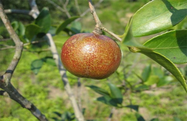 油茶果