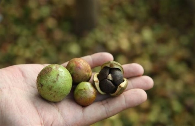 油茶籽