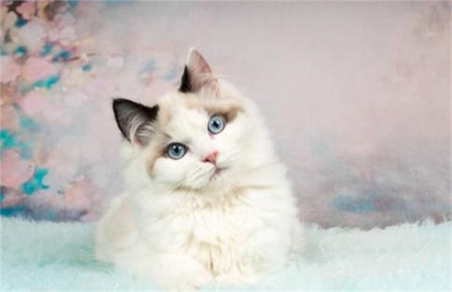 布偶猫多少钱一只