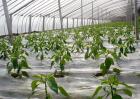 夏季蔬菜施肥时间和方法