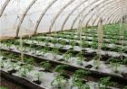 大棚番茄施肥方法