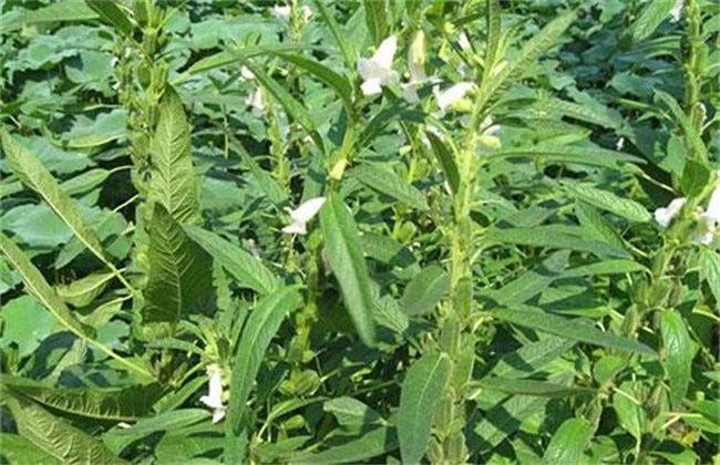 芝麻打顶时间及注意事项