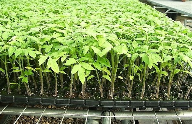 番茄快速育苗 番茄育苗 番茄