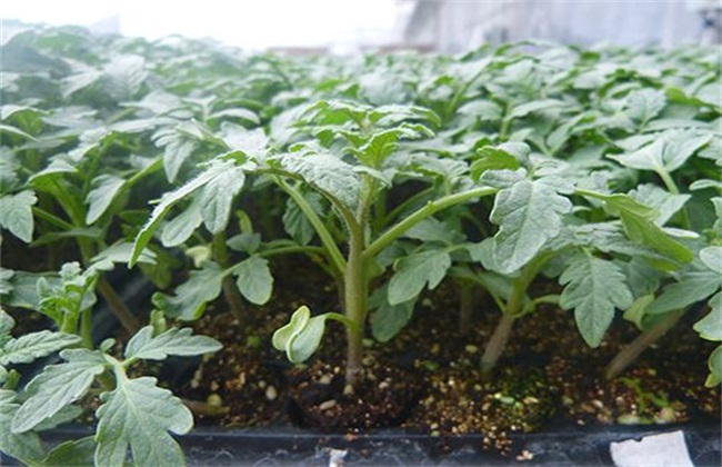 番茄快速育苗 番茄育苗 番茄