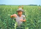 芝麻打顶时间及注意事项