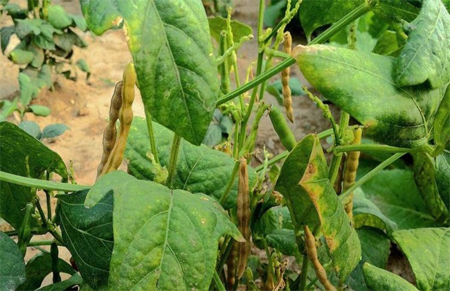 红小豆花荚脱落防治措施