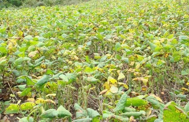 红小豆花荚脱落防治措施