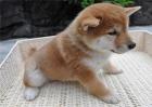 柴犬好养吗