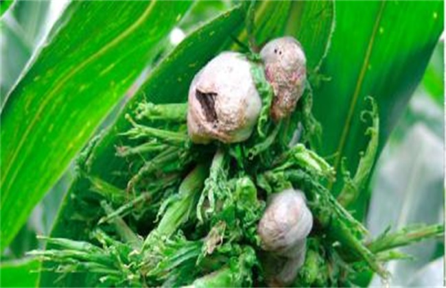 玉米疯顶病的预防措施