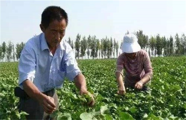 棉花打顶时间和方法