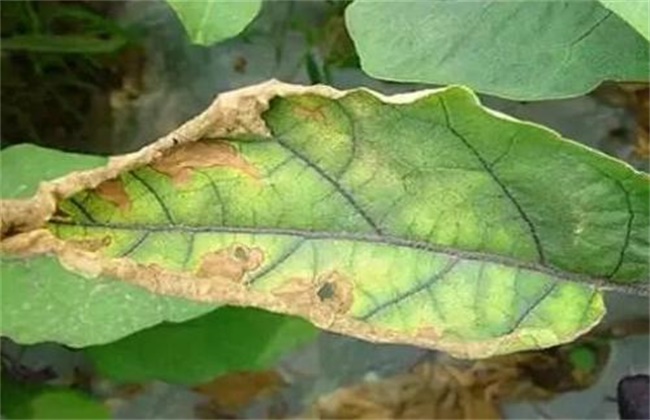 茄子黄萎病防治方法