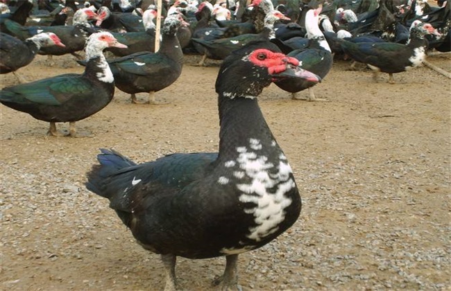 活动