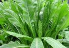 夏季养羊种植什么草好