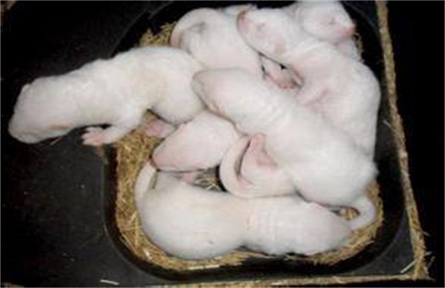 水貂 换毛期 饲养管理要点