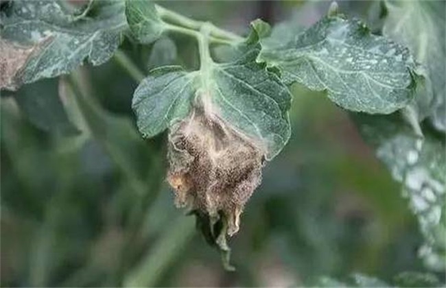 番茄灰霉病 防治方法 症状