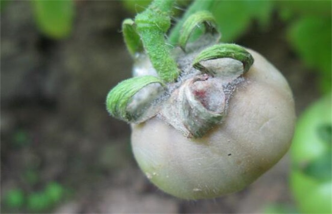 番茄灰霉病 防治方法 症状