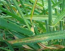 小麦花叶病防治方法