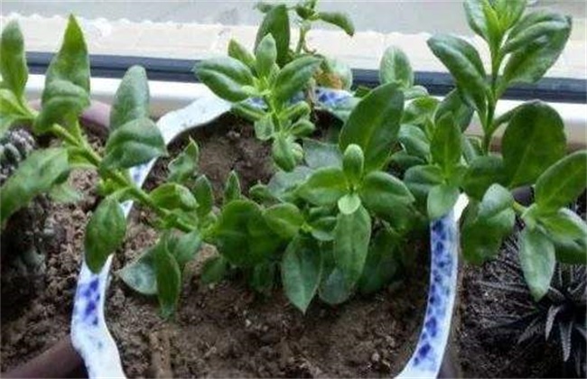 田七菜的种植方法
