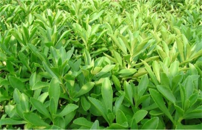 田七菜的种植方法