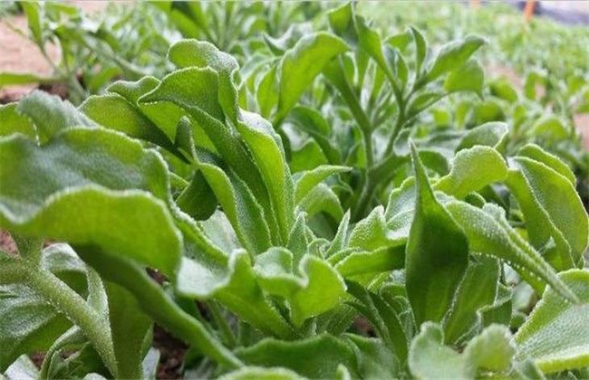冰菜 多少钱一斤 冰菜价格