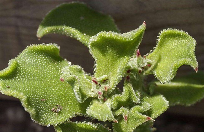 冰菜 多少钱一斤 冰菜价格