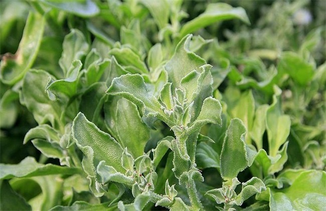 冰菜 多少钱一斤 冰菜价格