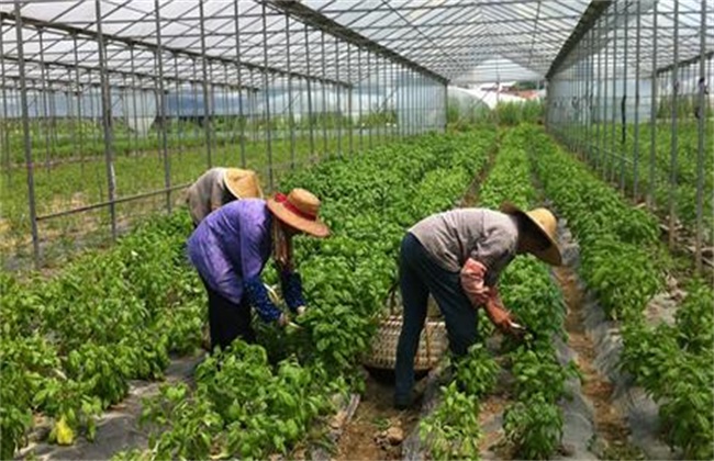 观音菜种植技术