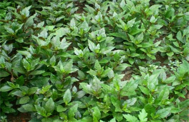 观音菜种植技术