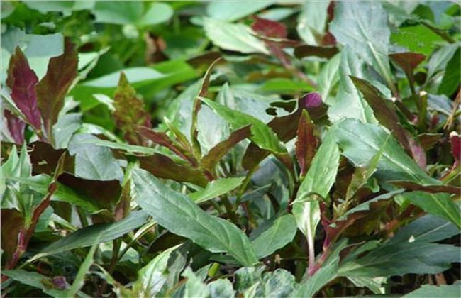 观音菜种植技术