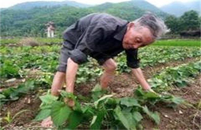 红薯翻藤原因及注意事项