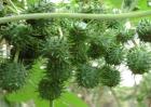 蓖麻油多少钱一斤