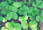 冬寒菜的种植时间和方法